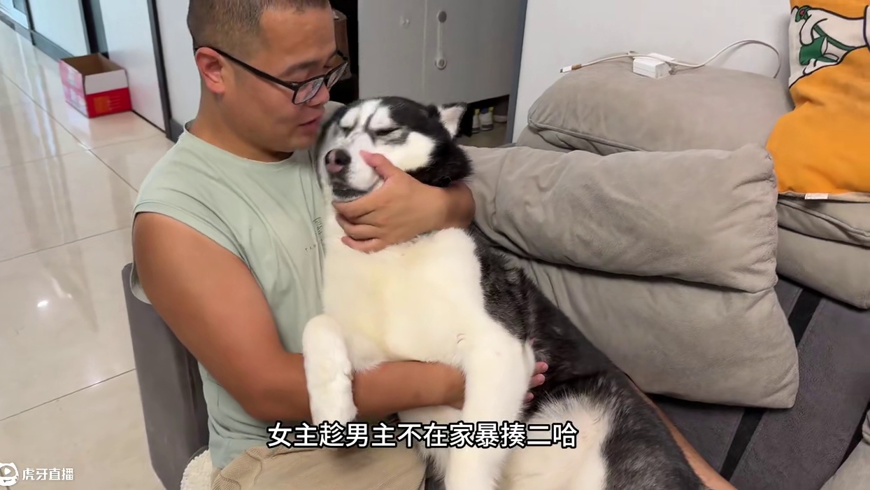 女主趁男主不在家暴揍二哈，当男主回家后，大家千万憋住别笑 #萌宠出道计划 #动物的迷惑行为 #二哈 