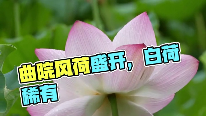 7月9日曲院风荷，荷花盛开过半，有少见白荷，台风天西湖边早晚凉快，可以逛。#又是一年荷花盛开的季节 