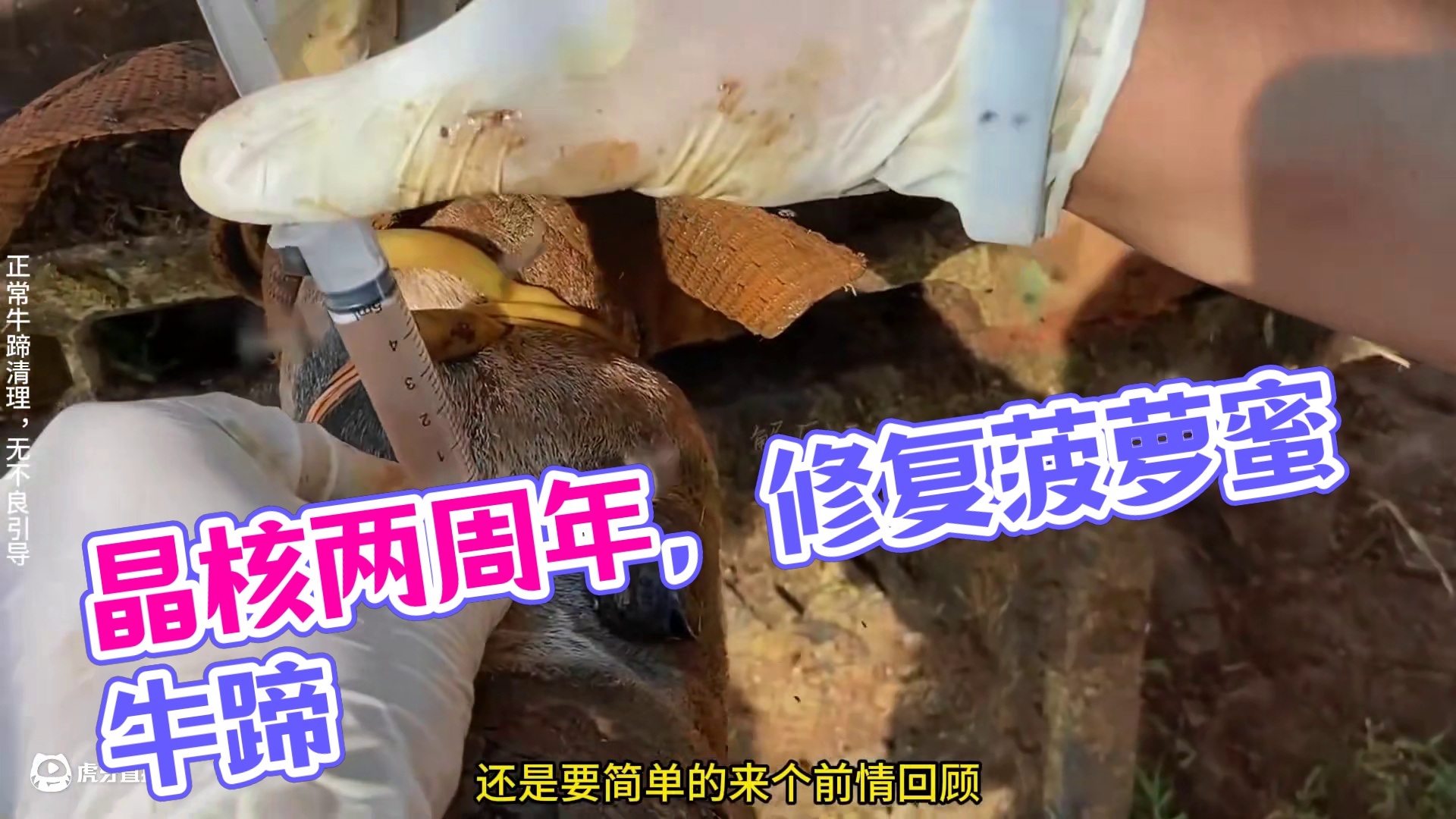 这个菠萝蜜牛蹄，想必大家都还记忆犹新 #晶核二周年 #晶核新职业鬼刃 #解压 #助眠 #修牛蹄