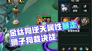 光正義天涯金絲狗，獅子狗這屬性拉滿了