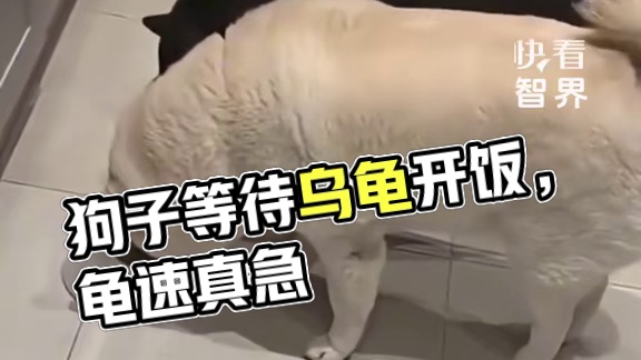 狗子们眼巴巴地等着乌龟一起开饭，这“龟速”看得是真着急。