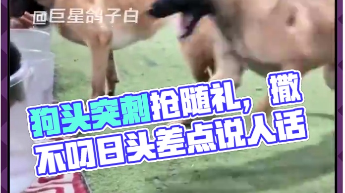 狗：人怎么能比我还狗 #狗狗   #年轻人养宠图鉴    #娱乐