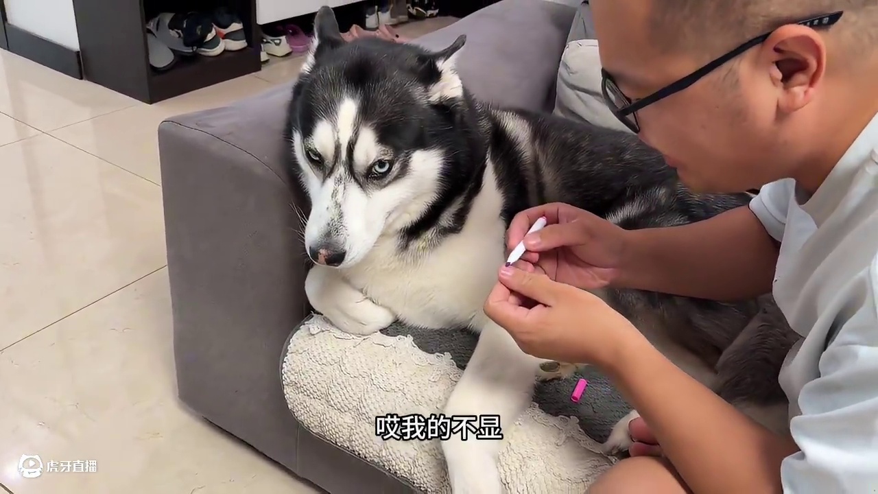 主人非要给二哈涂指甲，结果差点没被二哈咬死，太逗了 #我和我的狗 #萌宠出道计划 