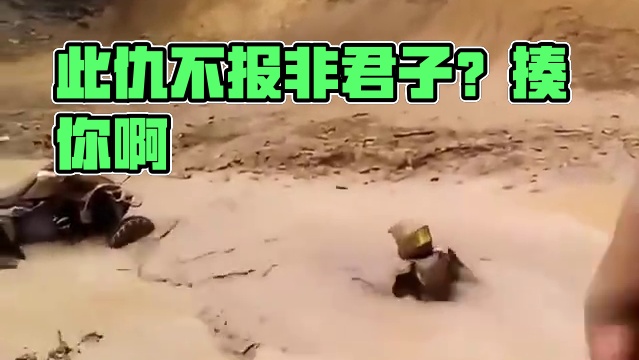 此仇不报非君子