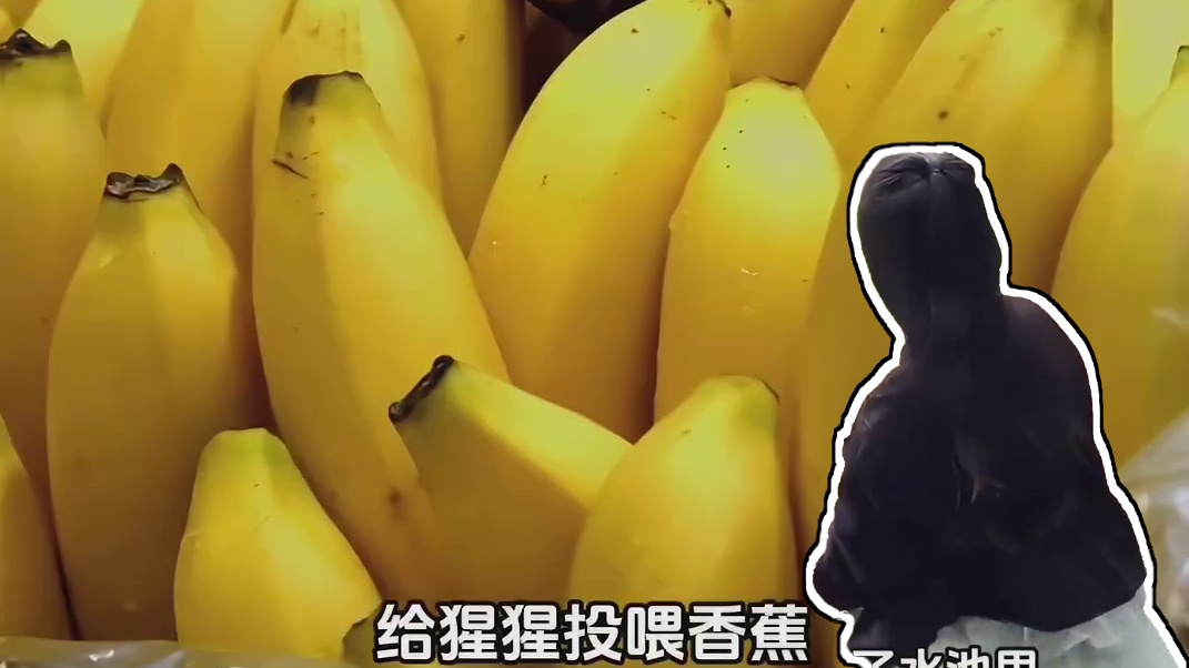 一时间不知道你是进化了还是退化了