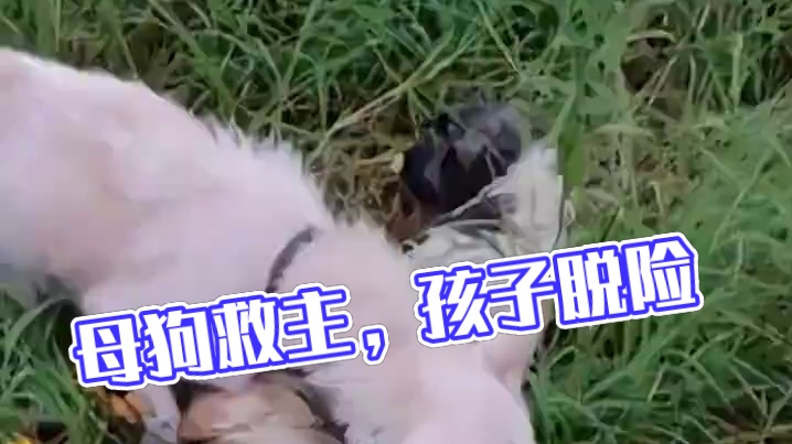 万物皆有灵性，母爱至高伟大！ #洪水 #狗狗 #万万没想到  #感人一幕