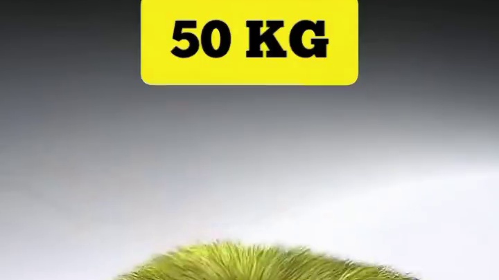 多少斤的草皮能包住土块呢 #我的世界