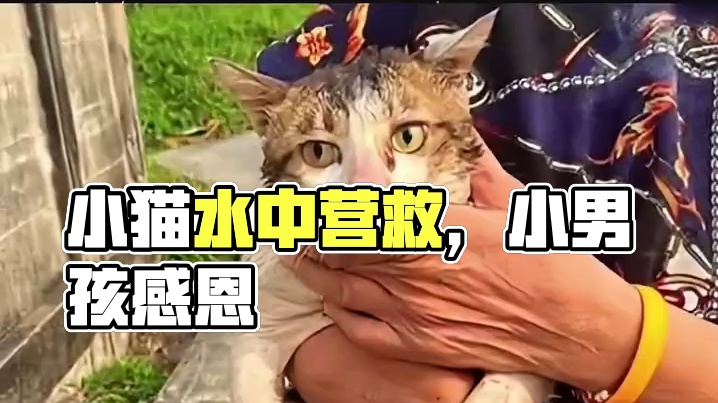 小哥要善良有善良，要实力有善良#正能量 #善良 #小猫