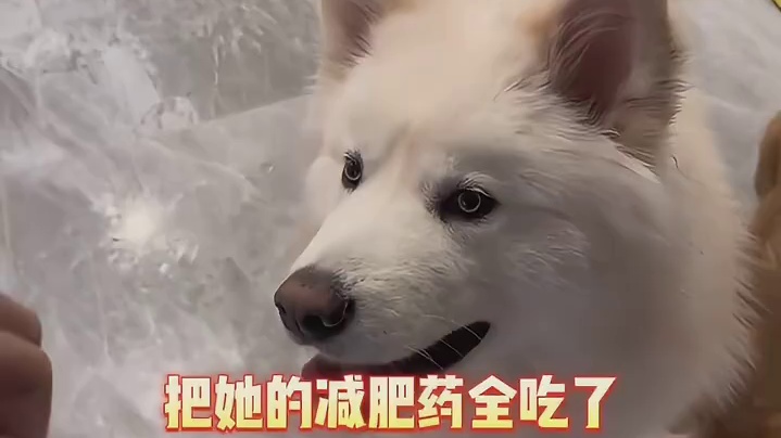 到时候全家都瘦了