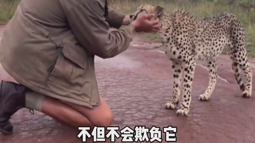 猎豹为什么不攻击人类呢