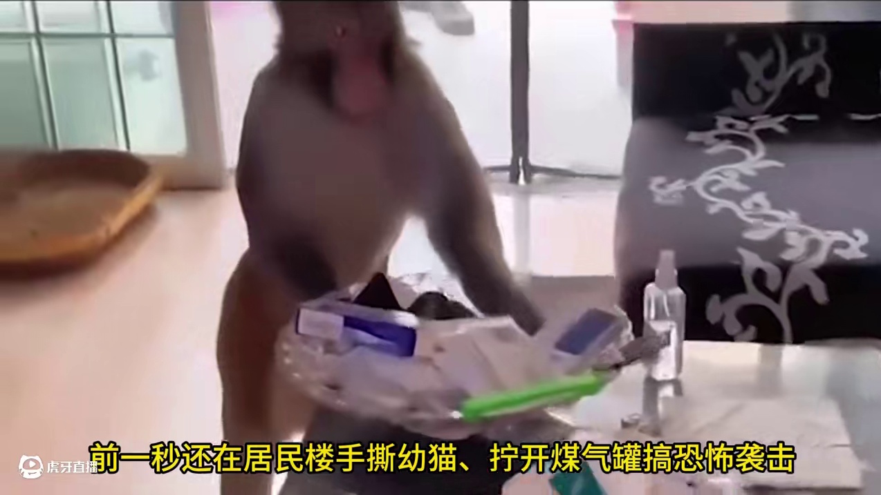 编制猴泡三年水！霸凌惯犯遭猴王海军围殴 #动物世界 #动物的迷惑行为 #野生动物零