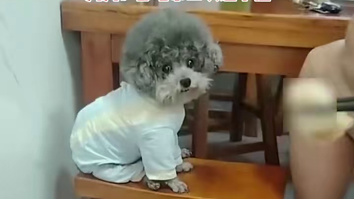 小伙拿食物想“投喂”前桌小狗，狗狗眼神暗示“你得先问我主人”，狗狗：都暗示三次还不懂