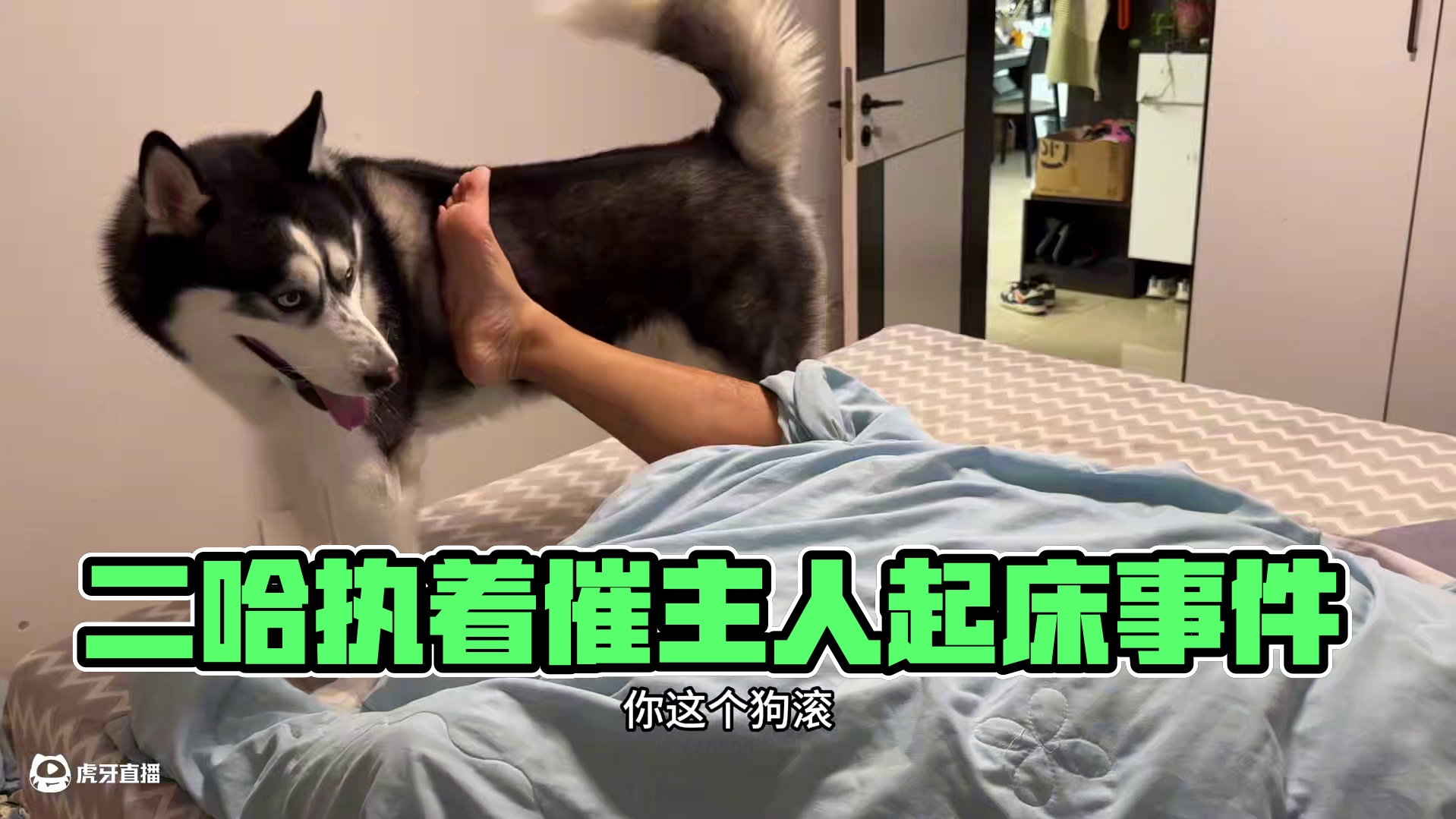 二哈叫人起床有多狠？差点把主人搞报废。这样的傻狗你不来一个？ #萌宠出道计划 #动物的迷惑行为 #我