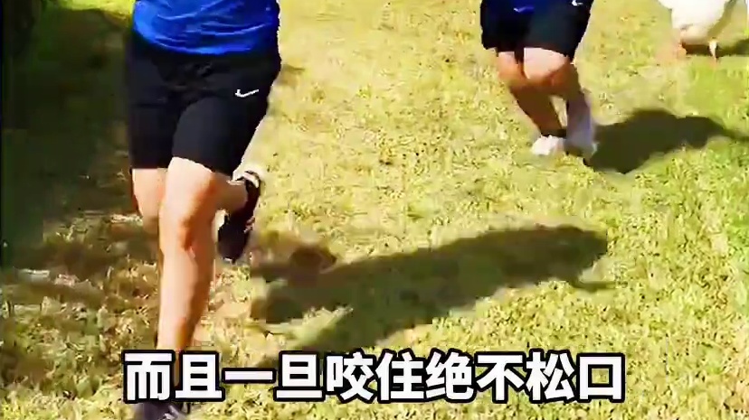 大鹅咬人为什么会这么痛？