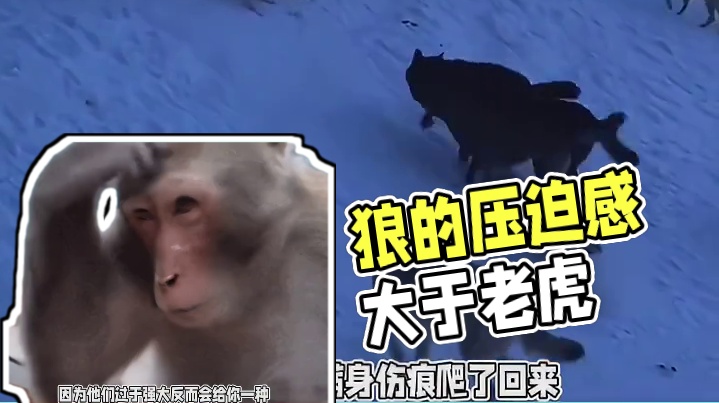 在野外为什么感觉狼的压迫感大于老虎