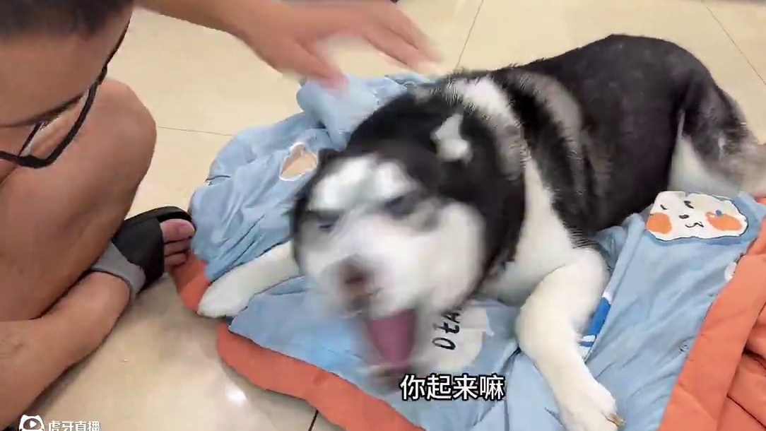 主人收拾狗窝，心虚二哈拼命反抗死活不让，掀开狗窝后你们都别笑 #我和我的狗 #萌宠出道计划 #动物的