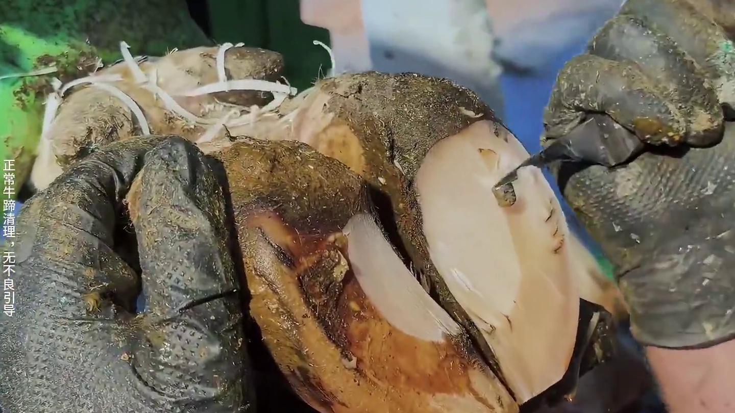 原本以为只是简单的冒个泡，谁知最后却连蹄壁都被刮掉 #解压 #修牛蹄 #助眠 #强迫症 #极度舒适