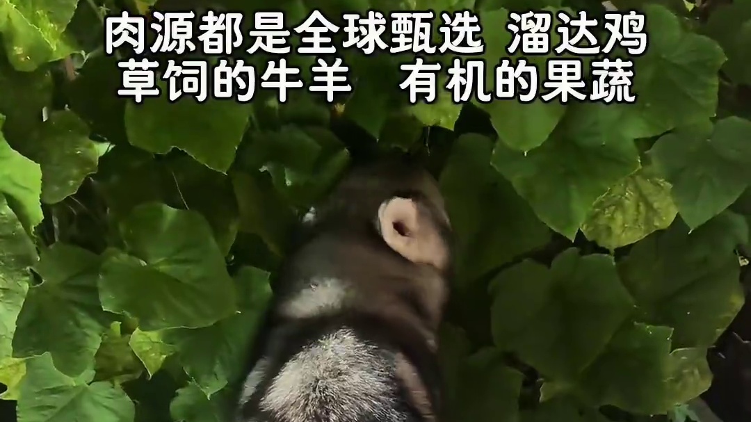 Sc 专场！冻干价格好好好！！！ 满赠也送冻干！！！！