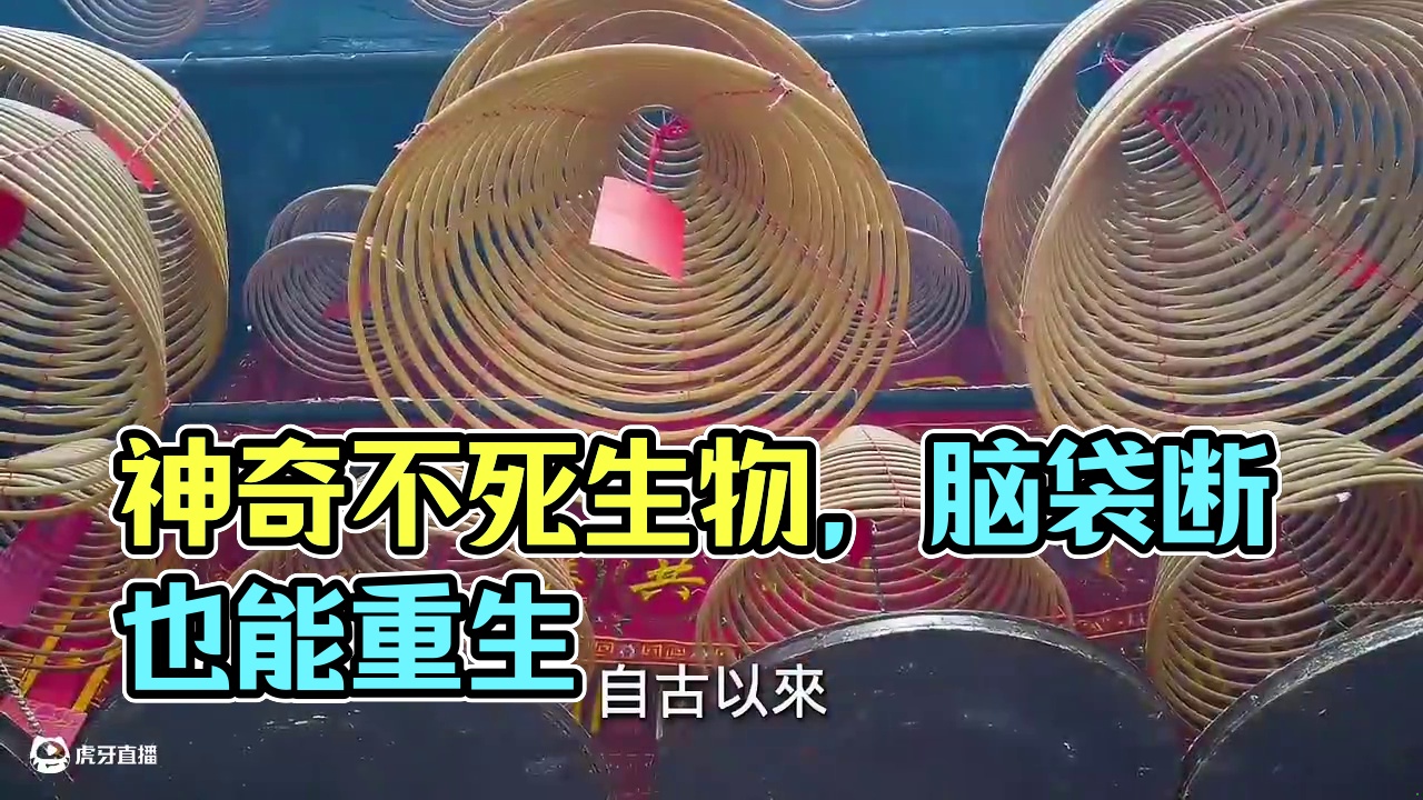 世界上最可怕的10种不死生物！ 脑袋没了还能重生，第一名你几乎每天都能看到#科普 #世界之最 #猎奇