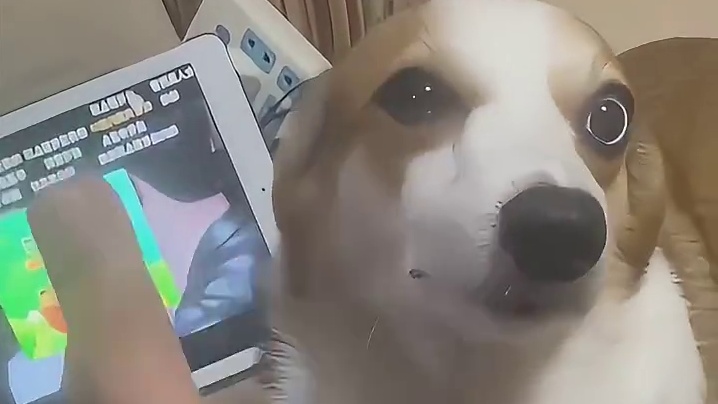 狗：我好像看见太奶给了我俩巴掌