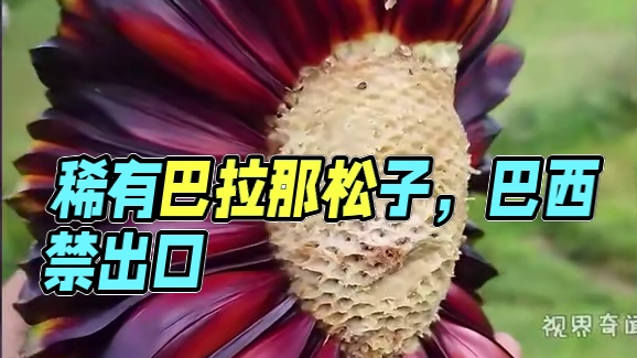 稀有程度堪比钻石，被誉为黄金松果的巴拉那松子#巴拉那松子