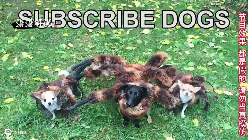 如果深夜遇到大只猪该怎么办呢。 #这谁顶的住啊 #奇葩综艺 #综艺搞怪