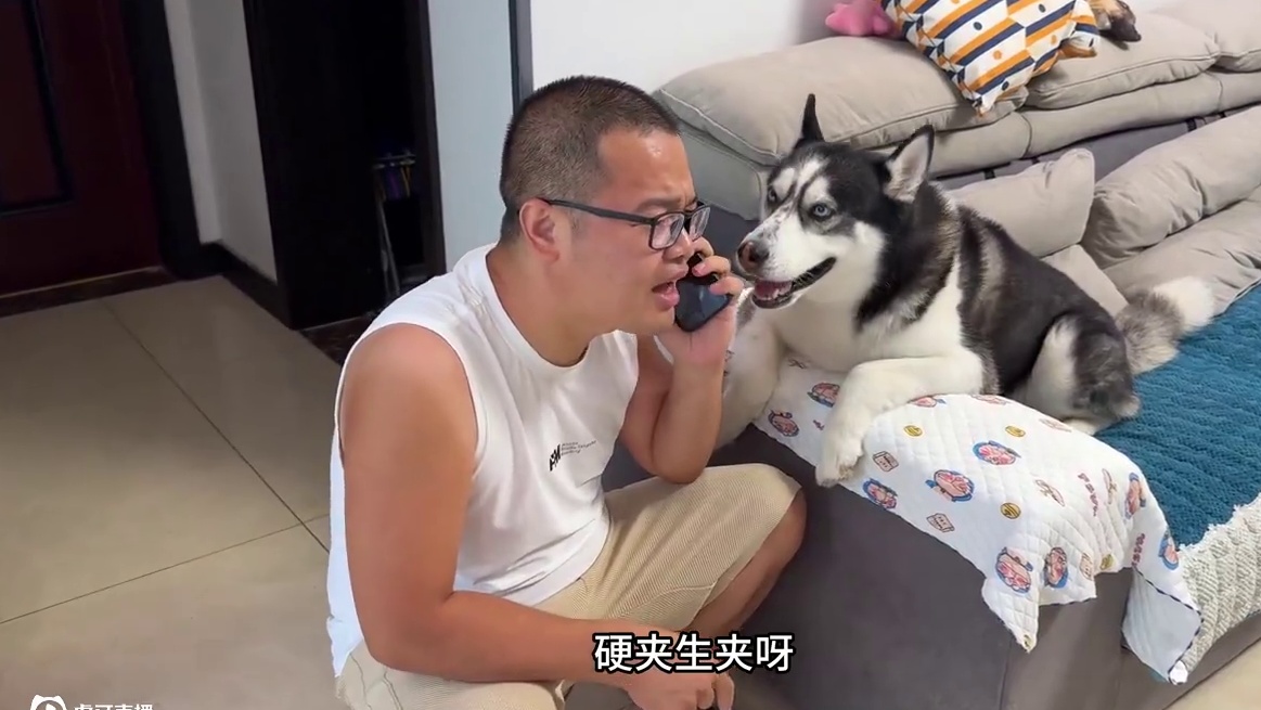 当二哈面问狗狗绝育方法，气得二哈骂骂咧咧骂了一下午，傻狗慌了 #萌宠出道计划 #动