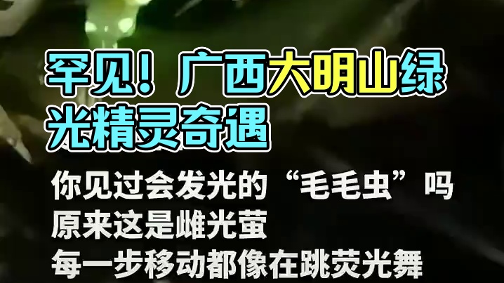 罕见！自带小夜灯的“绿光精灵”雌光萤惊现广西大明山