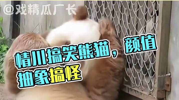 秦川：非要长得好看嘛#熊猫 #搞笑 #抽象艺术  #内容启发搜索