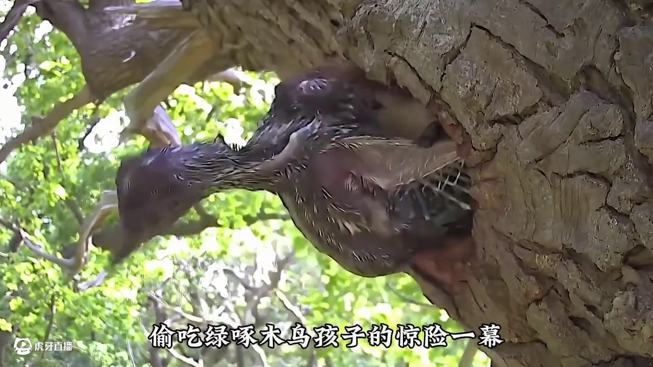 黄鼠狼潜入树洞偷走啄木鸟的孩子，啄木鸟妈妈回来后瞬间崩溃