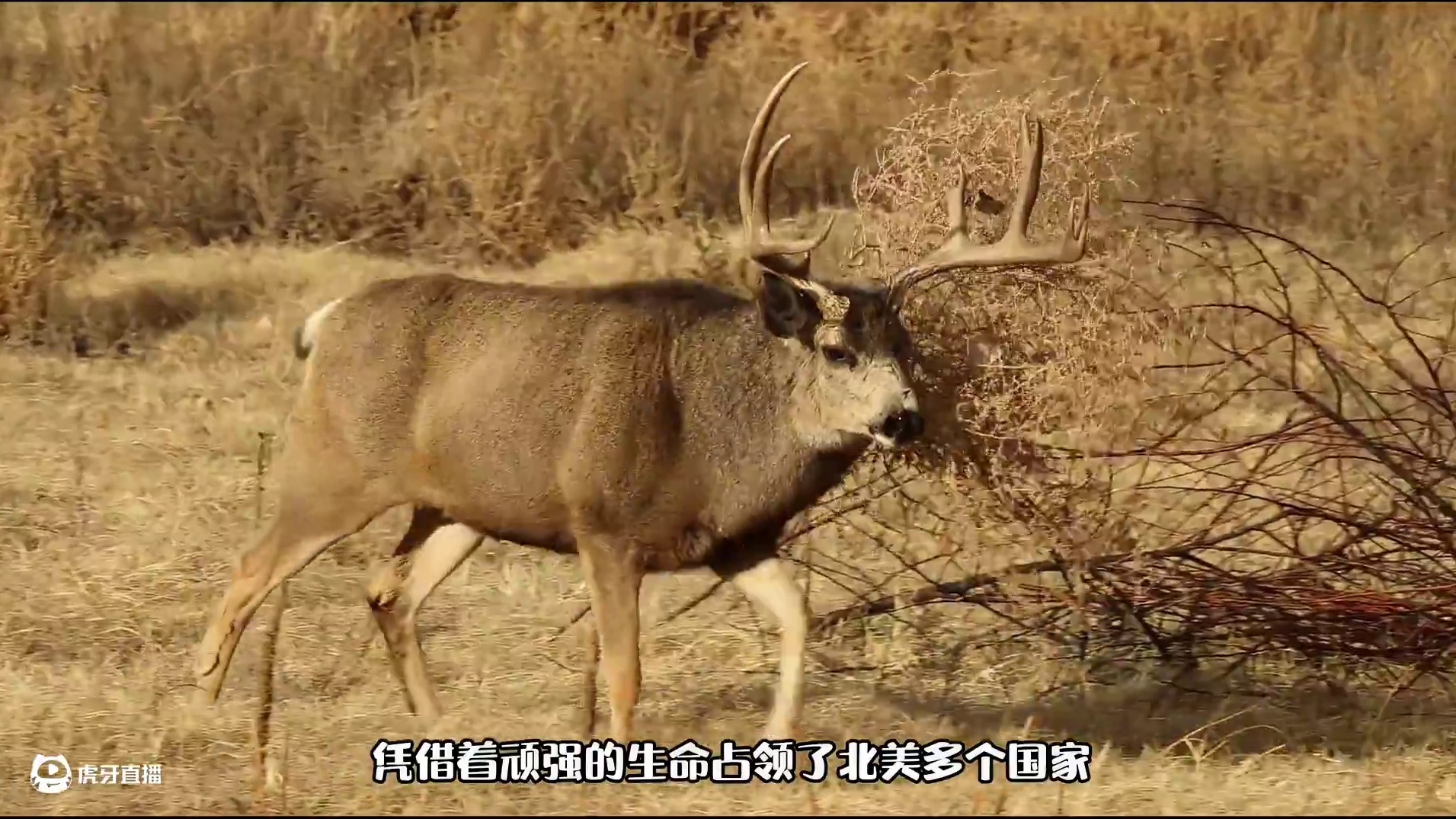 风滚草国内最惨入侵植物