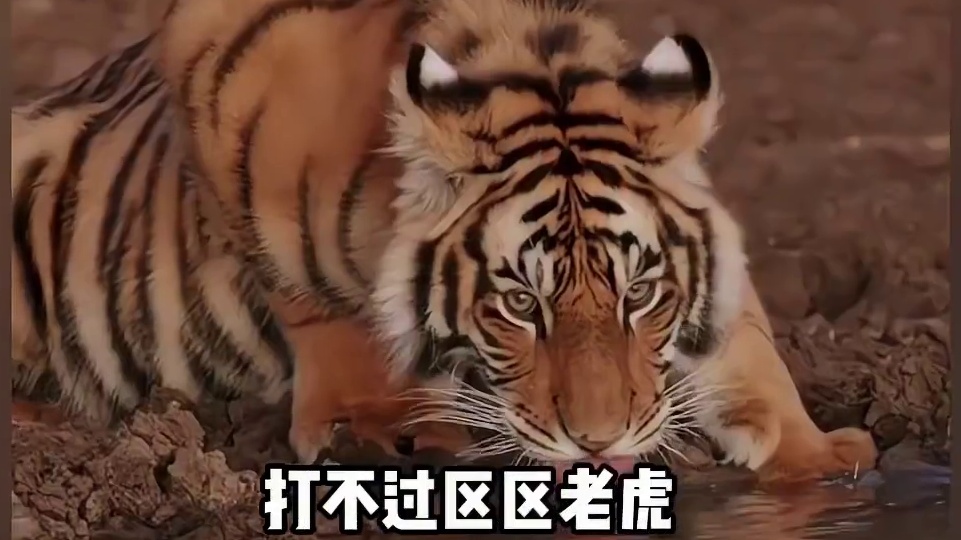 你居然说森林暴君棕熊，打不过区区老虎#棕熊 #老虎