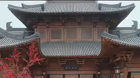 《传奇外室》全集  #热播剧