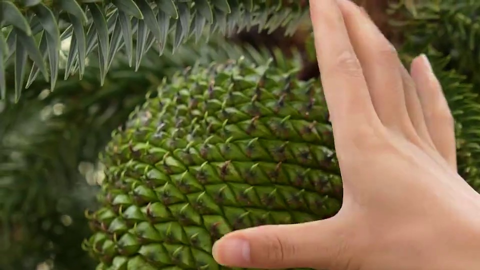 注意看，这不是丢保龄球，而是开巴拉那松子的硬核现场！ #巴拉那松子 #巴西松子 #松子