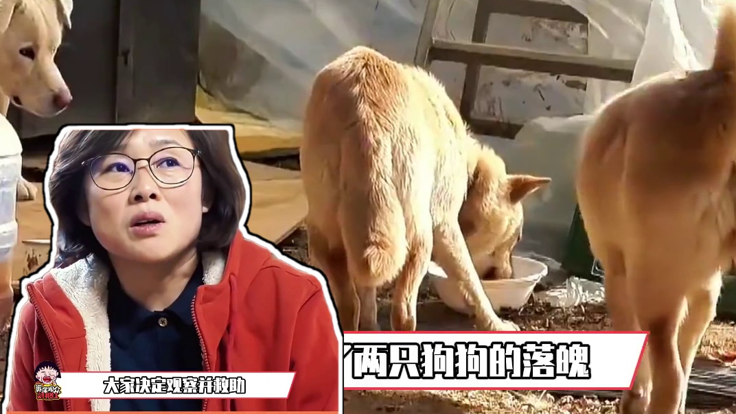 它们用不离不弃的守护，诠释了何为责任与爱！#狗狗故事  #感人 #爱不分物种