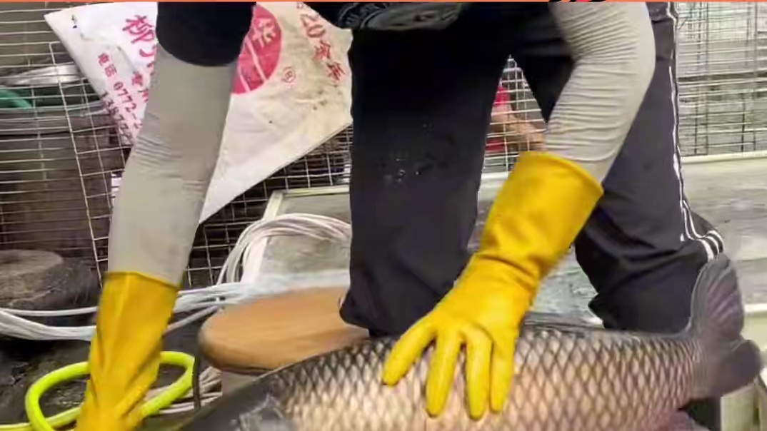 歇斯底里是崩溃，底里歇斯是美味#草鱼 #资本做局 #歇斯底里 #逆天改命