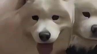 电梯里看见地狱三头犬你就偷着乐吧 也太可爱了