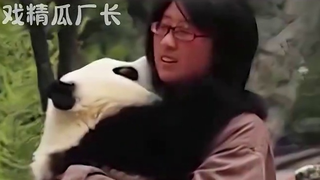 小小年纪沉着冷静有勇有谋，它真的好聪明 #汶川地震#喜淘淘  #英雄  #大熊猫