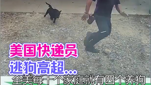 为什么在美国送快递是高危职业？不怕人，就怕被狗追！ #科普 #涨知识 #美国送快递 #狗狗