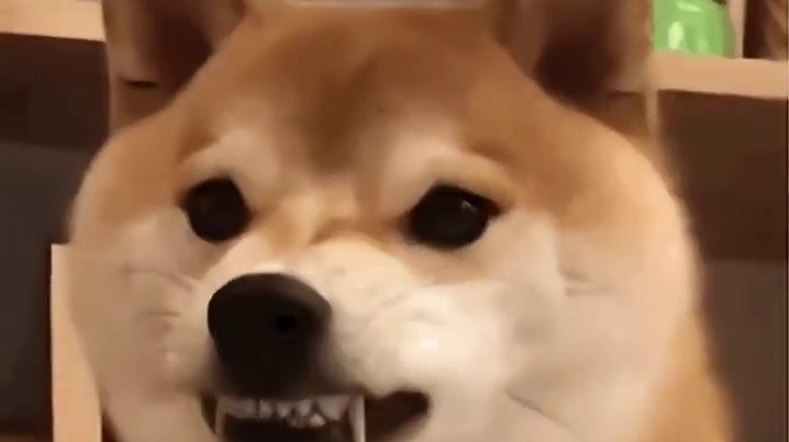 嫉妒不但使人面目全服，还会使狗