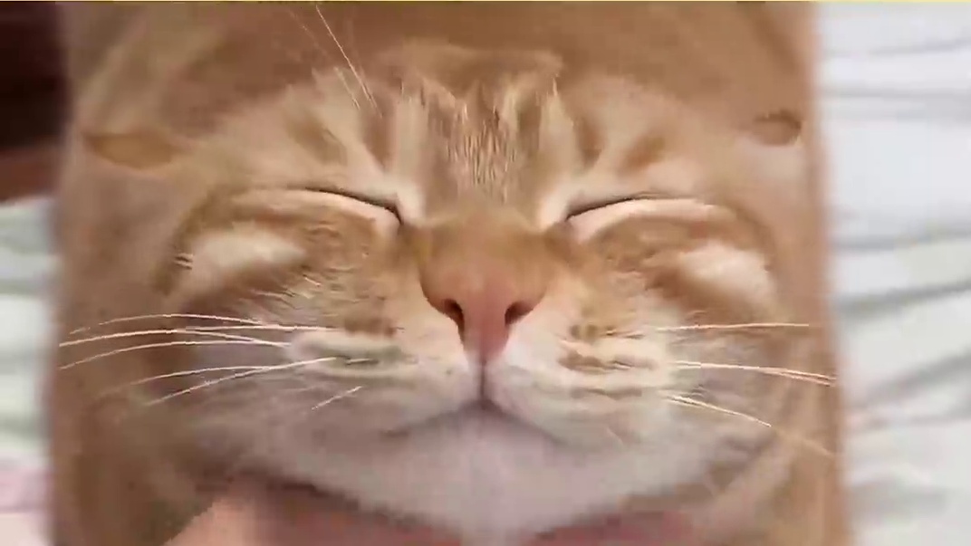 猫：是鱼就归我管