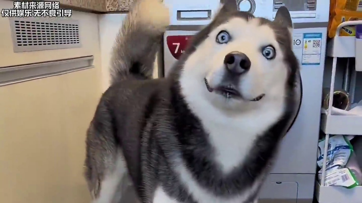 果然黑白配色的动物没一个正常的！