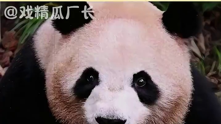 熊猫肉肉主打一个反差感！ #大熊猫  #可爱  #大熊猫梅兰肉肉  #动物的迷惑行为 #万万没想到