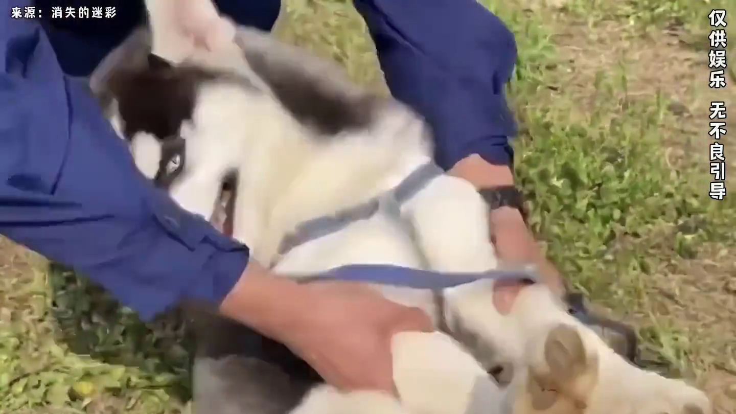 把哈士奇训练成为一只合格的警犬，到底有多难？