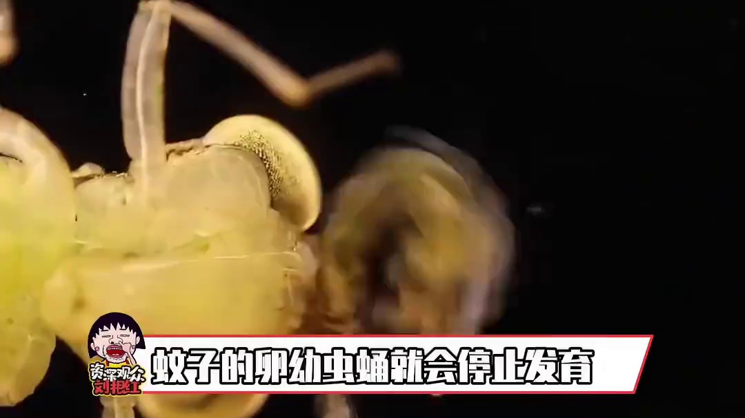 这个夏天蚊子不多的原因找到了呀#猎奇 #蚊子