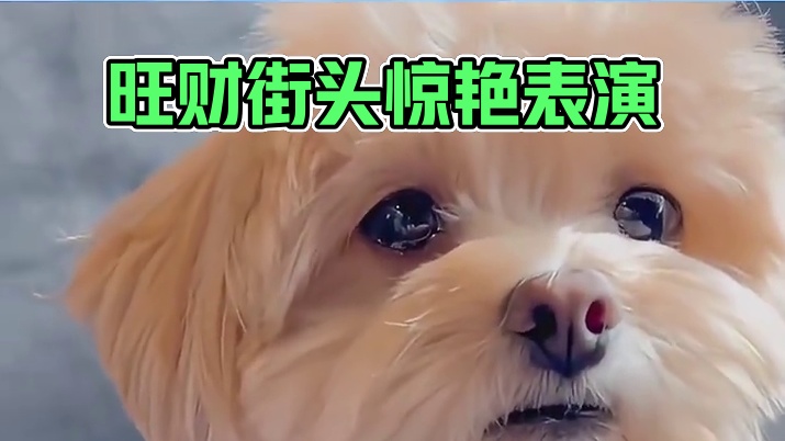 这一刻他从刀疤变回了旺财