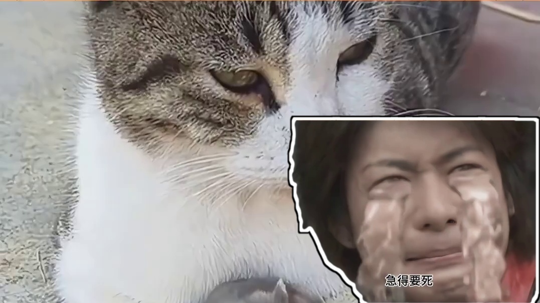 小区的流浪猫才是扛把子