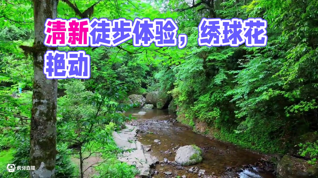 一场雨，带来更清新的空气，还有凉爽，绣球花也更艳了哦，徒步走起来～#徒步 #成都周边游 #很哇塞的周