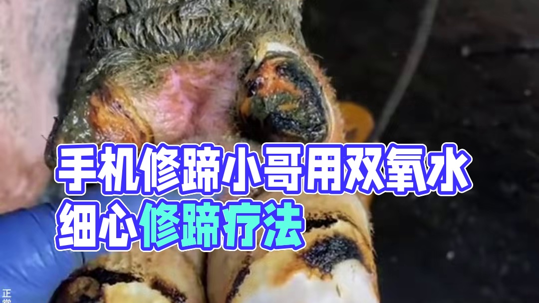 刚一打开手机，就遭到了牛汁的伤害#解压#修蹄#强迫症#助眠