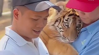 “老虎害羞”多么小眾的詞匯
